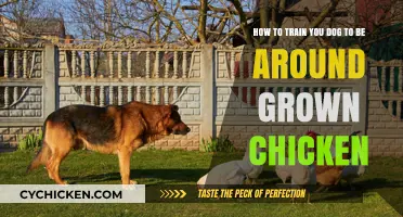Training Your Dog to Behave Around Grown Chickens