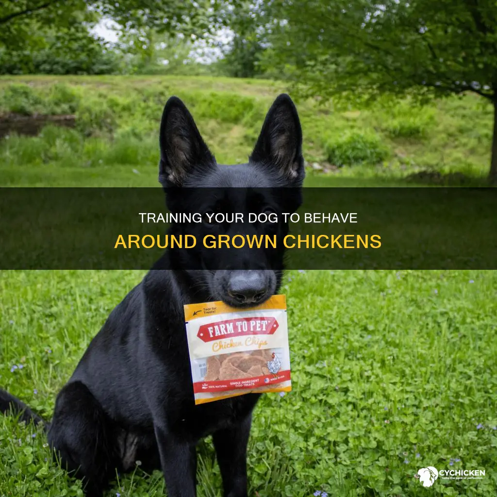 how to train you dog to be around grown chicken