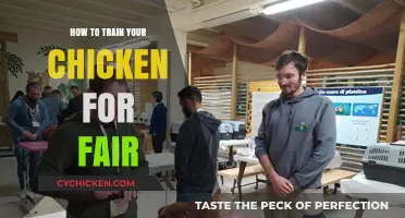 Mastering Chicken Training: Tips for a Winning Fair Performance