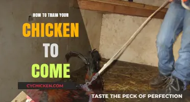 Mastering Chicken Training: Teach Your Flock to Come on Command
