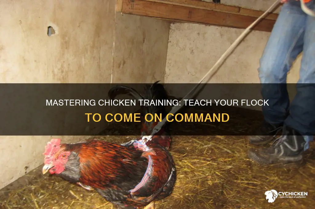 how to train your chicken to come