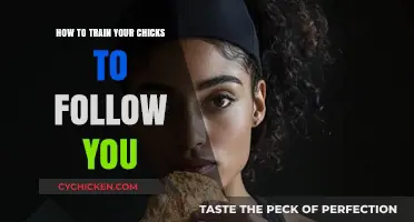 Training Chicks to Follow You: Simple Steps for Bonding and Guidance