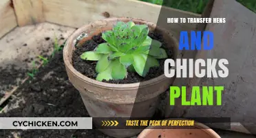 Easy Guide to Moving Your Hens and Chicks Plant Safely