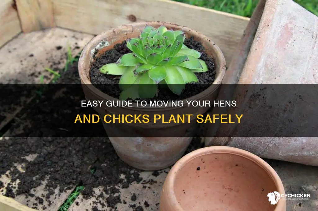 how to transfer hens and chicks plant
