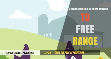 Transitioning Chicks: From Brooder to Free Range