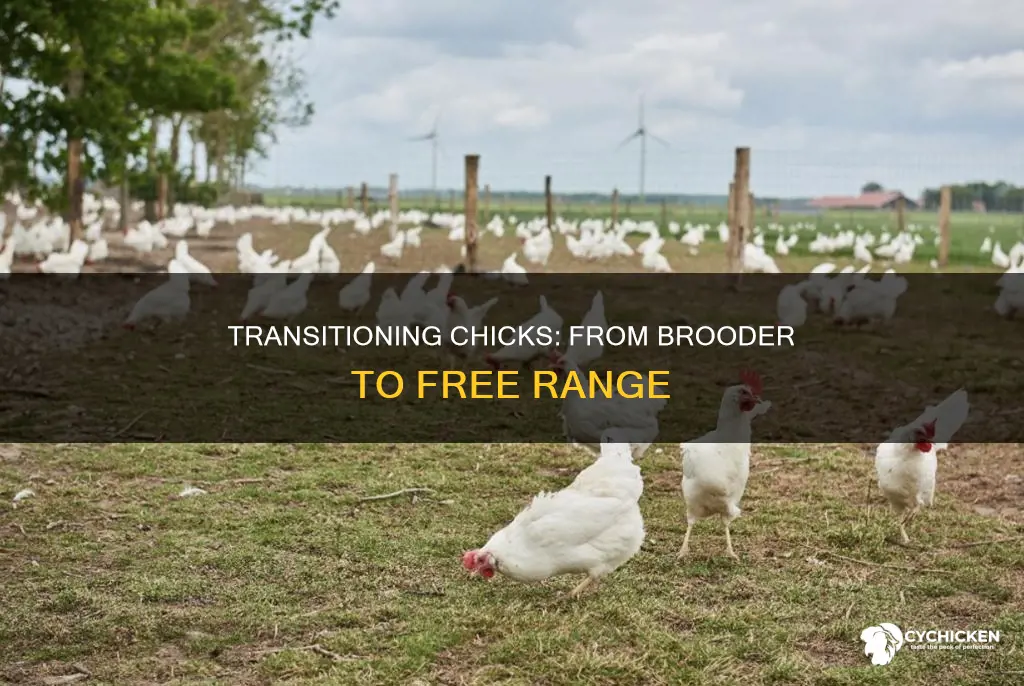 how to transition chicks from brooder to free range