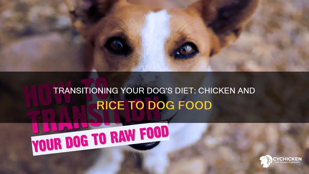 how to transition from chicken and rice to dog food