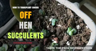Transplanting Chicks Off Hen Succulents: A Step-by-Step Propagation Guide