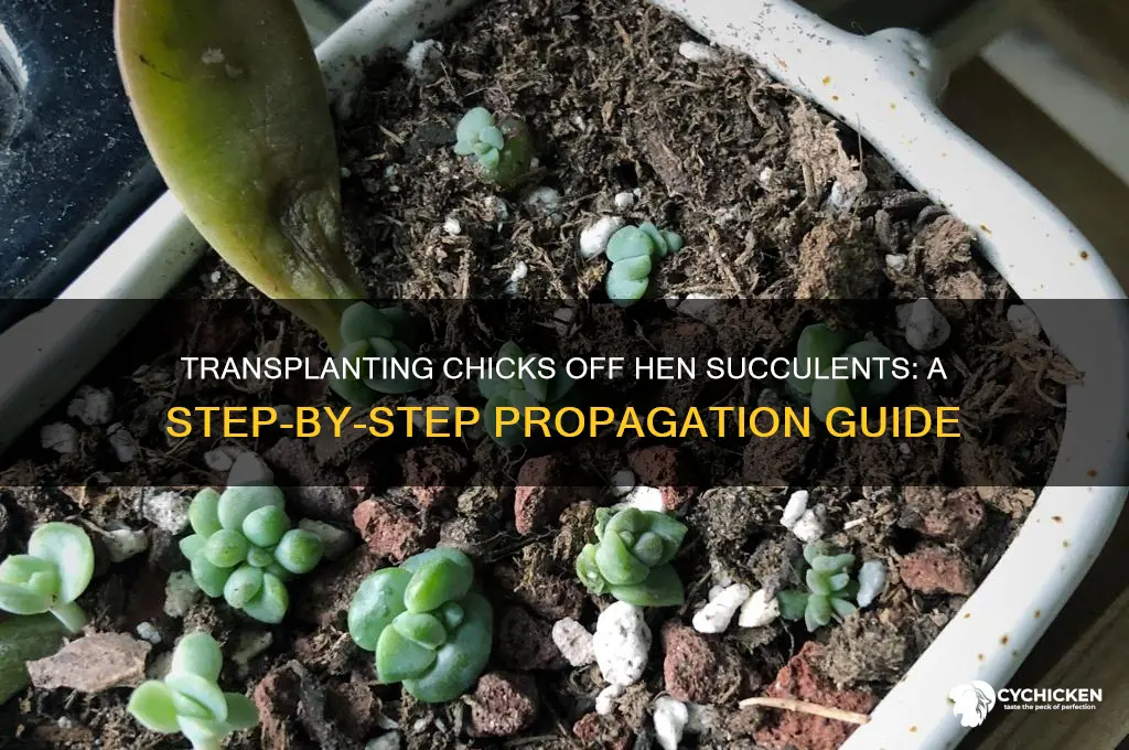 how to transplant chicks off hen succulents