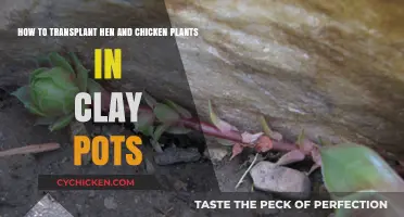 Transplanting Hen and Chicken Plants in Clay Pots: A Guide