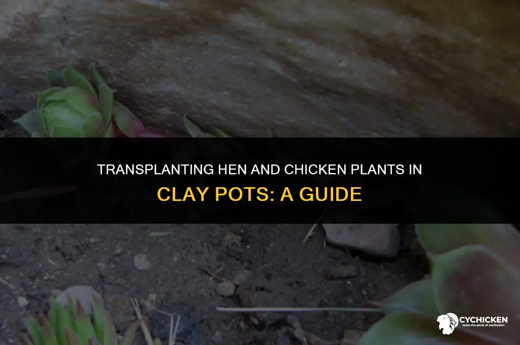 how to transplant hen and chicken plants in clay pots