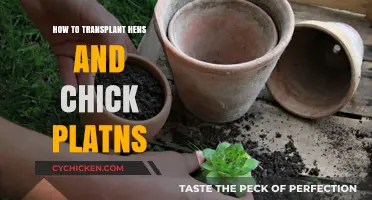 Transplanting Hens and Chicks: A Step-by-Step Propagation Guide
