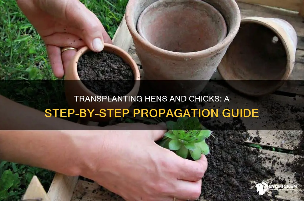 how to transplant hens and chick platns