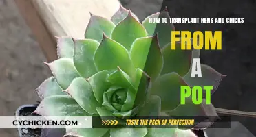 Effortless Transplanting: A Guide to Moving Hens and Chicks
