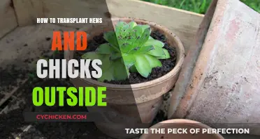 Transplanting Hens and Chicks: A Step-by-Step Outdoor Gardening Guide