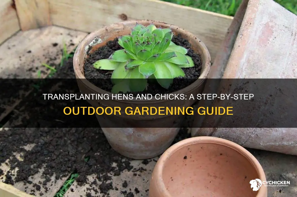 how to transplant hens and chicks outside