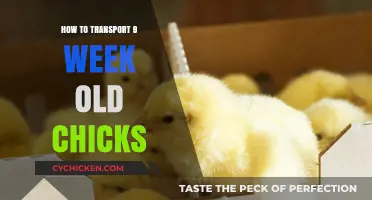 Safe and Stress-Free Tips for Transporting 9-Week-Old Chicks