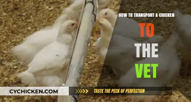 Safe and Stress-Free: Transporting Your Chicken to the Vet