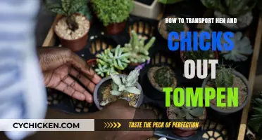 Safely Transporting Hen and Chicks: Tips for Moving Succulents Outdoors