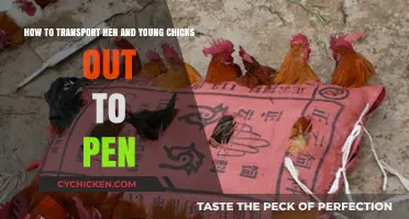 Guide to Transporting Hens and Chicks to the Pen