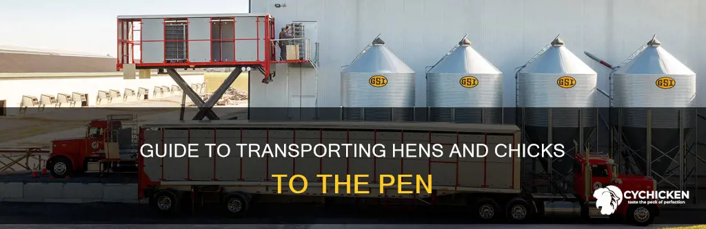 how to transport hen and young chicks out to pen