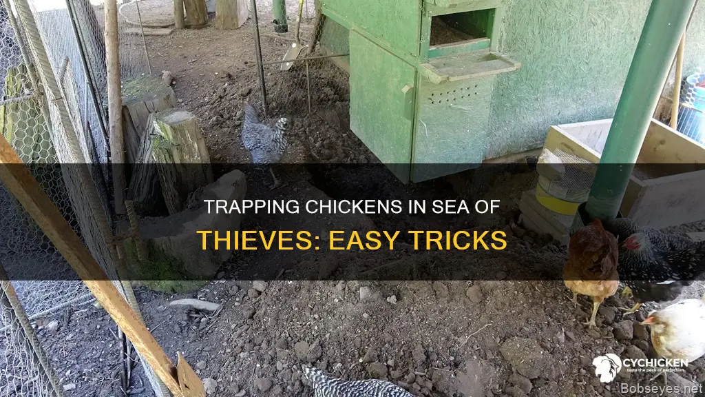 how to trap a chicken in sea of thieves