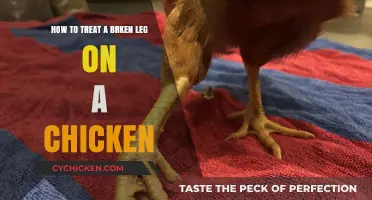 Treating a Broken Leg in Chickens: A Step-by-Step Guide