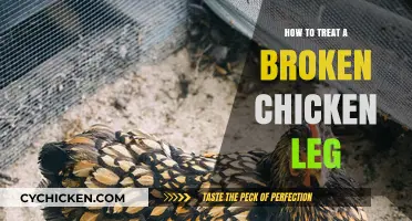 Healing Your Hen: Effective Treatment for a Broken Chicken Leg