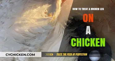 Treating a Chicken's Broken Leg: Steps to Take