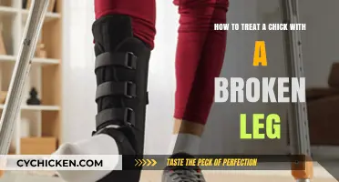 Heal a Broken-Legged Chick: A Step-by-Step Guide