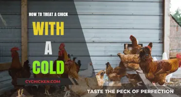 Caring for Chicks with Colds: Effective Treatment Tips for Healthy Recovery