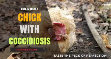 Effective Treatment Strategies for Coccidiosis in Chicks: A Comprehensive Guide