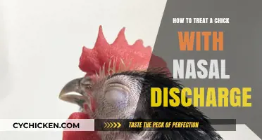 Treating Nasal Discharge in Chicks: Effective Remedies and Care Tips