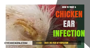 Effective Treatment Tips for Chicken Ear Infections: A Comprehensive Guide