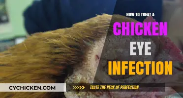 Effective Treatment Tips for Chicken Eye Infections: A Comprehensive Guide