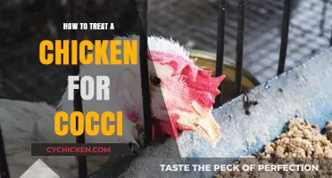 Effective Coccidiosis Treatment for Chickens: A Comprehensive Guide