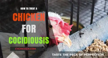 Effective Treatment Strategies for Coccidiosis in Chickens: A Comprehensive Guide