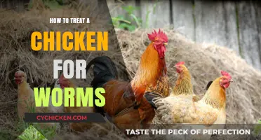 Effective Ways to Treat and Prevent Worms in Chickens