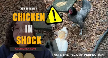 Emergency Care for Shocked Chickens: Quick Steps to Recovery