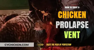 Effective Treatment and Care for Chicken Vent Prolapse: A Guide