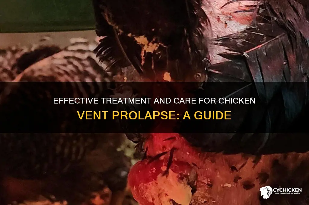 how to treat a chicken prolapse vent