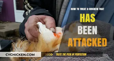 Treating an Injured Chicken: Responding to Attacks