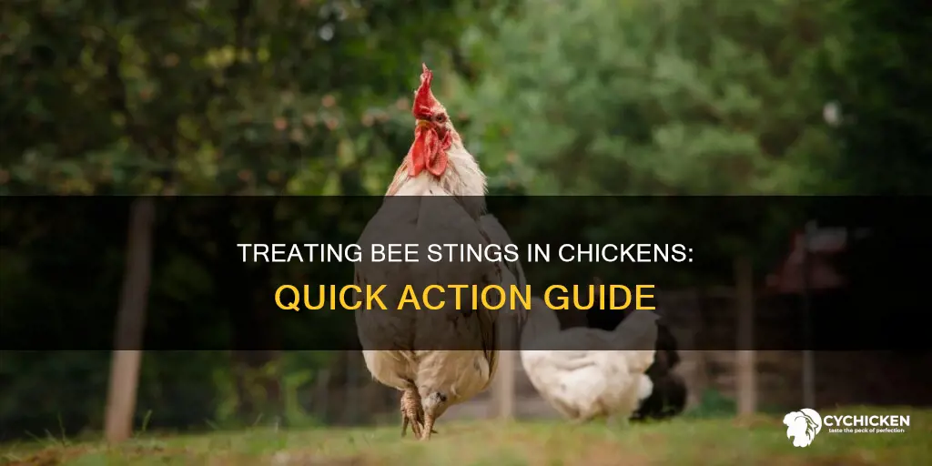 how to treat a chicken with a bee sting