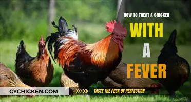 Effective Ways to Treat a Chicken with a Fever at Home