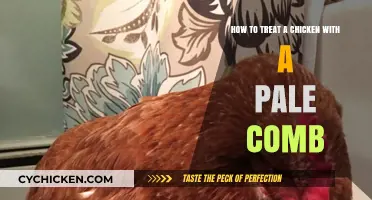 Treating a Pale Comb in Chickens: Quick Home Remedies