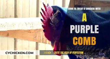 Treating a Chicken's Purple Comb: A Quick Guide