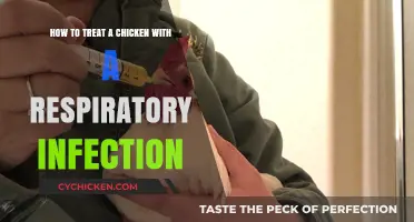 Treating Respiratory Infections in Chickens: A Guide