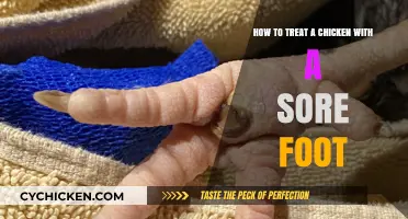 Treating a Sore Foot in Chickens: A Quick Guide