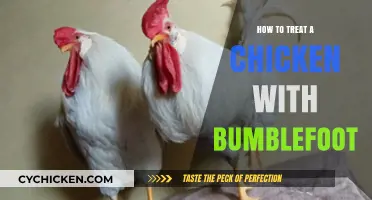 Effective Treatment Strategies for Chicken Bumblefoot: A Comprehensive Guide