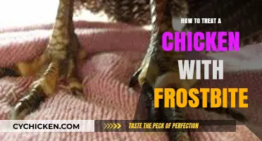 Treating Chicken Frostbite: Essential Care Tips for Healthy Flocks